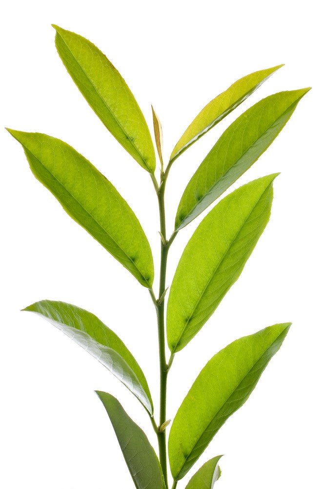 Πράσινο τσάι: Βοηθάει στην καταπολέμηση της κυτταρίτιδας;