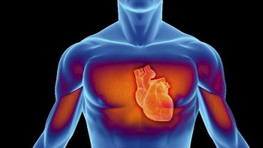 Ανθρώπινο σώμα - Καρδιά